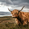 Scottish highland cattle