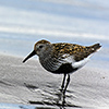 Iceland, seabirds