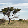 Botswana, Kalahari, CKGR