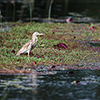 Okavango Delta, Botswana, Rallenreiher