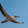 Cape gannet