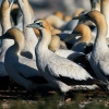 Cape gannet