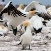 Australasian gannets, Cape Kidnappers