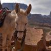 Petra, Jordanien