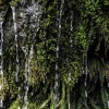 New Zealand, Fox Glacier