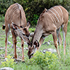 Chobe NP, Kudu