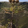 Simien Mountains