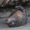 Neuseeland, Abel-Tasman-Nationalpark