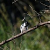 Pied king fisher, St. Lucia