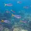 Palau Archipel, underwater