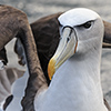 xflo:w photo calendar 2014, New Zealand coast wildlife