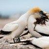 Australasian gannets, Cape Kidnappers
