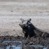 Botswana, Kalahari, CKGR