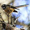 New Zealand, Southern Alps, Fan Tail