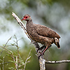 Chobe NP, Francoline