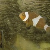 anemonefish, false percula clownfish