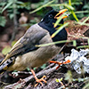 Himalayan yellow-billed magpie