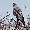 Etosha-Pfanne