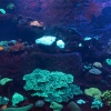 New Caledonia, Aquarium des Lagons