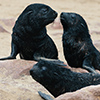 Cape Cross seals