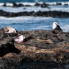 Lanzarote seagull food