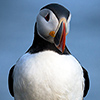 Iceland, Atlantic Puffin, Lundi