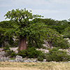 Makgadikgadi Pan, Kubu Island