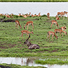 Chobe NP, Wasserbock, Impala