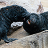 Cape Cross seals