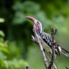 Chobe NP, northern red-billed hornbill