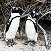 Brillenpinguine Boulders Beach