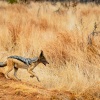 Black-backed jackal