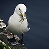 Iceland, seabirds