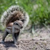 Botswana, Kalahari, CKGR