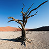 Deadvlei, Namibia