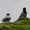 Scotland crows