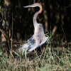 goliath heron, St. Lucia