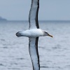 New Zealand, Doubtful Sound, albatrosses