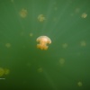 Palau, Jellyfish Lake