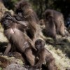 Gelada baboons