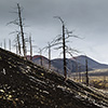 Kamchatka, Tolbachik, dead forest