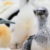 Australasian gannets, Cape Kidnappers