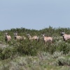 Botswana, Kalahari, CKGR