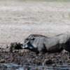 Botswana, Kalahari, CKGR