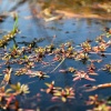 Okavango Delta