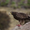 Gelbbrauner Steinadler