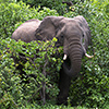 Chobe NP, Afrikanischer Elefant