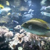 New Caledonia, Aquarium des Lagons