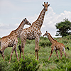 Nxai Pan, giraffes