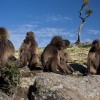 Gelada baboons